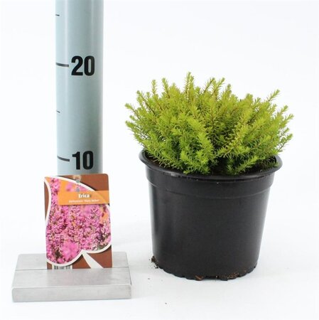 Erica darl. 'Mary Helen' 15-20 cm cont. 2,0L - afbeelding 2