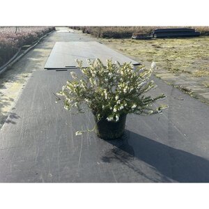 Erica darl. 'White Perfection' WIT geen maat specificatie cont. 1,5L - afbeelding 1