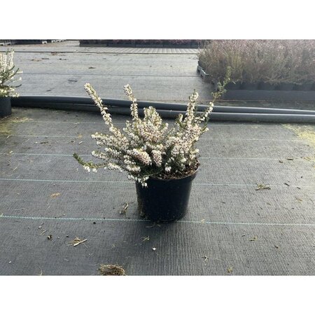 Erica darl. 'White Perfection' WIT geen maat specificatie cont. 1,5L - afbeelding 2