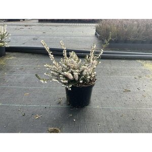 Erica darl. 'White Perfection' WIT geen maat specificatie cont. 1,5L - afbeelding 2