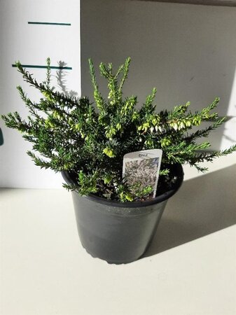 Erica darl. 'White Perfection' WIT geen maat specificatie cont. 1,5L