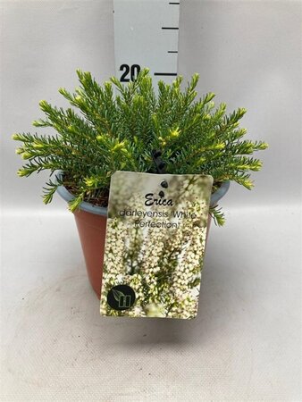 Erica darl. 'White Perfection' WIT geen maat specificatie cont. 2,0L