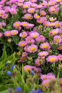 Erigeron gl. 'Sea Breeze' geen maat specificatie 0,55L/P9cm - afbeelding 2