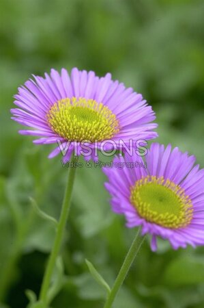 Erigeron gl. 'Sea Breeze' geen maat specificatie 0,55L/P9cm - afbeelding 3