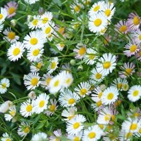 Erigeron karvinskianus geen maat specificatie 0,55L/P9cm - afbeelding 3