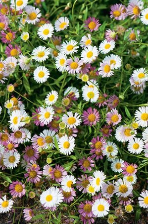 Erigeron karvinskianus geen maat specificatie 0,55L/P9cm - afbeelding 5