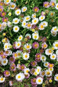 Erigeron karvinskianus geen maat specificatie 0,55L/P9cm - afbeelding 5