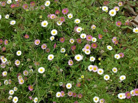 Erigeron karvinskianus geen maat specificatie 0,55L/P9cm - afbeelding 6