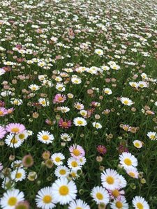 Erigeron karvinskianus geen maat specificatie 0,55L/P9cm - afbeelding 4