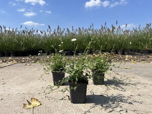 Erigeron karvinskianus geen maat specificatie 0,55L/P9cm - afbeelding 3