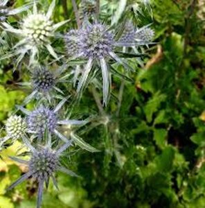 Eryngium pl. 'Blaukappe' geen maat specificatie 0,55L/P9cm