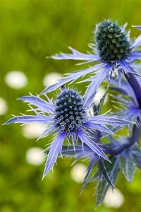 Eryngium planum geen maat specificatie 0,55L/P9cm