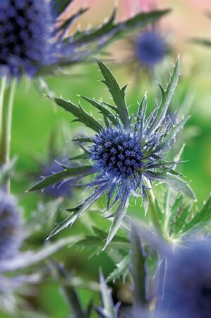Eryngium planum geen maat specificatie 0,55L/P9cm - afbeelding 5