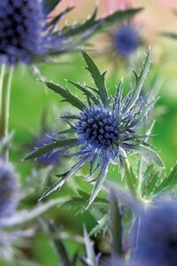 Eryngium planum geen maat specificatie 0,55L/P9cm - afbeelding 5
