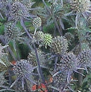 Eryngium planum geen maat specificatie 0,55L/P9cm - afbeelding 6
