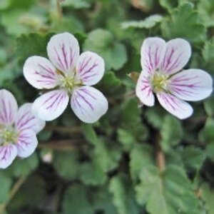 Erodium reichardii 'Album' geen maat specificatie 0,55L/P9cm - afbeelding 4