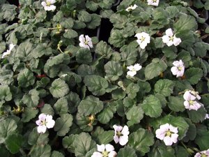 Erodium reichardii 'Album' geen maat specificatie 0,55L/P9cm - afbeelding 5