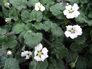 Erodium reichardii 'Album' geen maat specificatie 0,55L/P9cm - afbeelding 6