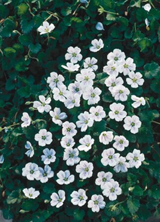 Erodium reichardii 'Album' geen maat specificatie 0,55L/P9cm - afbeelding 7