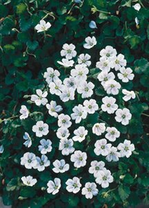 Erodium reichardii 'Album' geen maat specificatie 0,55L/P9cm - afbeelding 7