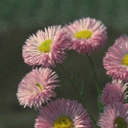 Erigeron 'Rosa Juwel' geen maat specificatie 0,55L/P9cm - afbeelding 1