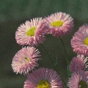 Erigeron 'Rosa Juwel' geen maat specificatie 0,55L/P9cm