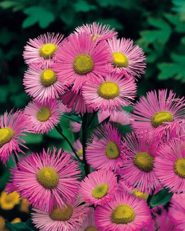 Erigeron 'Rosa Juwel' geen maat specificatie 0,55L/P9cm - afbeelding 2