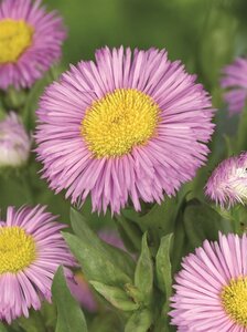Erigeron 'Rosa Juwel' geen maat specificatie 0,55L/P9cm - afbeelding 3