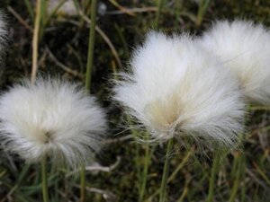 Eriophorum vaginatum geen maat specificatie 0,55L/P9cm