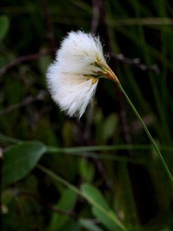 Eriophorum vaginatum geen maat specificatie 0,55L/P9cm - image 2