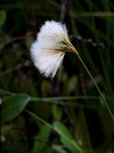 Eriophorum vaginatum geen maat specificatie 0,55L/P9cm - image 2