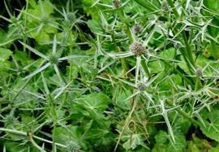 Eryngium variifolium geen maat specificatie 0,55L/P9cm