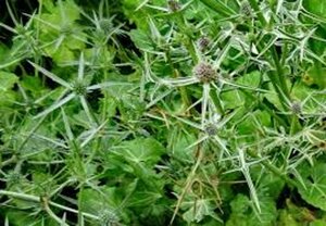 Eryngium variifolium geen maat specificatie 0,55L/P9cm