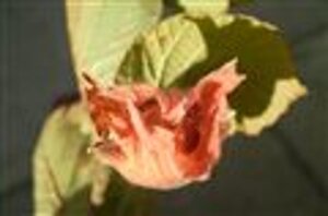 Erodium variabile 'Bishop's Form' geen maat specificatie 0,55L/P9cm