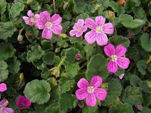 Erodium variabile 'Bishop's Form' geen maat specificatie 0,55L/P9cm - afbeelding 5
