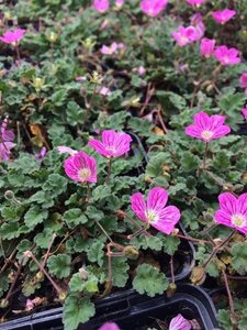 Erodium variabile 'Bishop's Form' geen maat specificatie 0,55L/P9cm - afbeelding 7