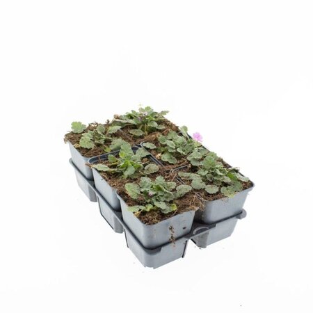 Erodium variabile 'Bishop's Form' geen maat specificatie 0,55L/P9cm - afbeelding 12