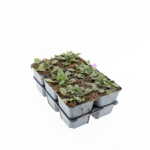 Erodium variabile 'Bishop's Form' geen maat specificatie 0,55L/P9cm - afbeelding 12