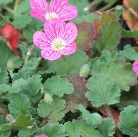 Erodium variabile 'Bishop's Form' geen maat specificatie 0,55L/P9cm - afbeelding 4