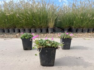 Erodium variabile 'Bishop's Form' geen maat specificatie 0,55L/P9cm - afbeelding 6