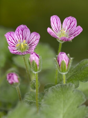 Erodium variabile 'Bishop's Form' geen maat specificatie 0,55L/P9cm - afbeelding 3