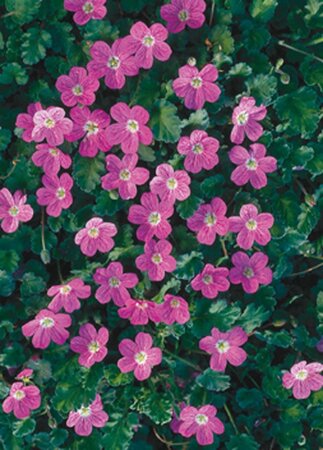 Erodium variabile 'Bishop's Form' geen maat specificatie 0,55L/P9cm - afbeelding 2