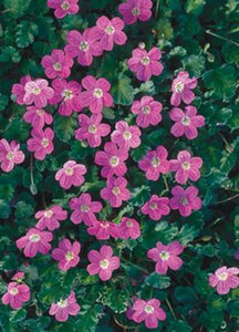 Erodium variabile 'Bishop's Form' geen maat specificatie 0,55L/P9cm - afbeelding 2