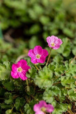 Erodium variabile 'Bishop's Form' geen maat specificatie 0,55L/P9cm - afbeelding 5