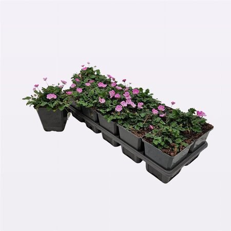Erodium variabile 'Bishop's Form' geen maat specificatie 0,55L/P9cm - afbeelding 8