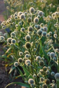Eryngium yuccifolium geen maat specificatie 0,55L/P9cm - afbeelding 2