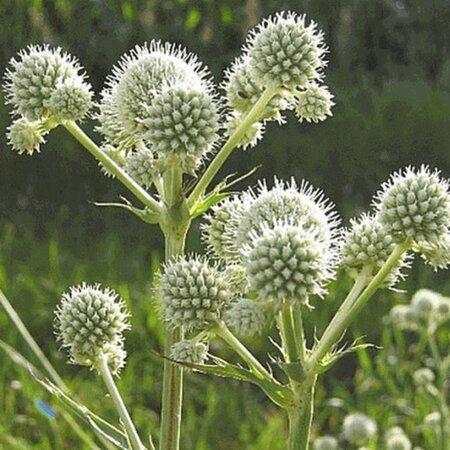 Eryngium yuccifolium geen maat specificatie 0,55L/P9cm - afbeelding 3