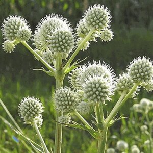 Eryngium yuccifolium geen maat specificatie 0,55L/P9cm - afbeelding 3