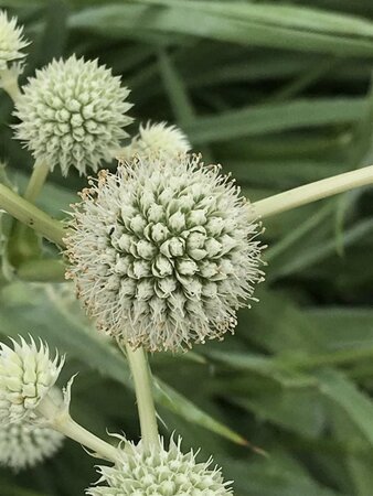 Eryngium yuccifolium geen maat specificatie 0,55L/P9cm