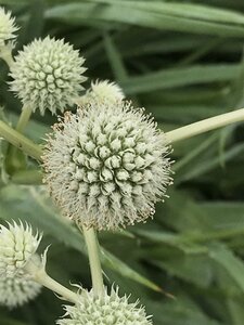Eryngium yuccifolium geen maat specificatie 0,55L/P9cm